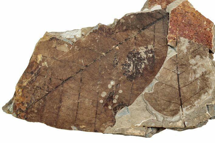 Fossil Leaf (Fagus) - McAbee, BC #226124